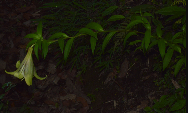 Лилия непальская (Lilium nepalense)