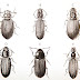 Tiny insects tell stories