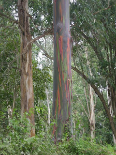 Eucalyptus trees in El Porvenir, Honduras