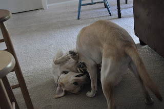 Bob and Egypt wrestling, Bob has Egypt pinned to the floor and her mouth is open in an attempt to grab at him.