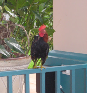 Rooster, La Ceiba, Honduras