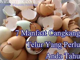 kandungan cangkang telur