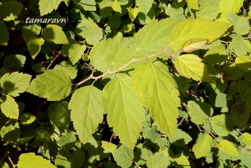 Спирея уссурийская / Таволга уссурийская (Spiraea ussuriensis)