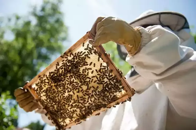 Sebrae-SP realiza workshop gratuito de apicultura em Juquiá