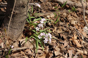 Claytonia virginica (Virginia Spring Beauty)?
