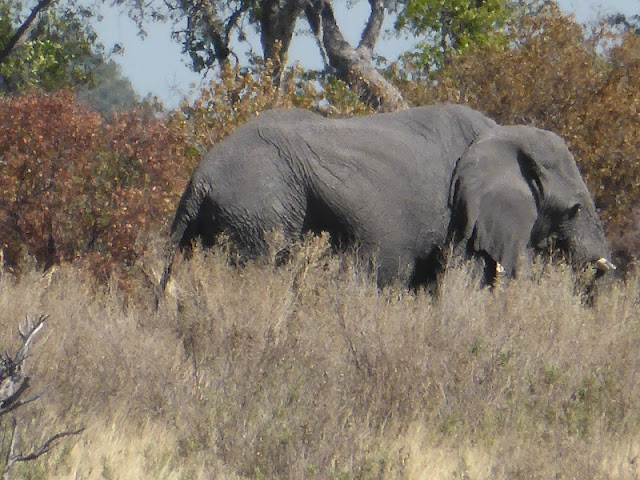 Elefante pastando en isla dentro del delta del Okawango