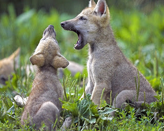 fotos de animales en HD