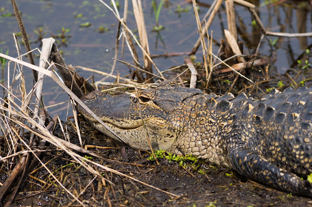 American Alligator - Viera Wetlands, Florida