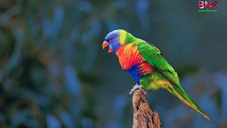 Parrot images,Parrot photo gallery,Blue Parrot Wallpaper,Types of parrots,Green Parrot,Cockatoos,True parrot,Tropical birds, namesEclectus parrot,Blue‑and,macawParrot Quotes,Parrot status for whatsapp,parrot good Morning, parrot wallpaper, parrot HD wallpapers