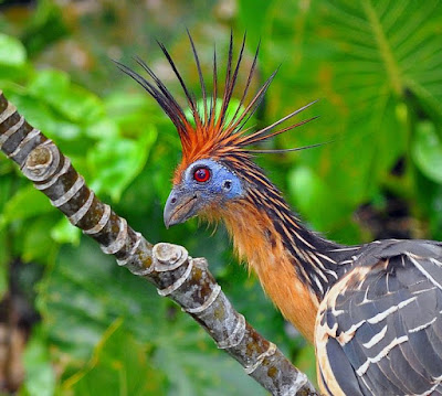 birdwatching, birdwatching peru, global big day peru, avistamiento de aves