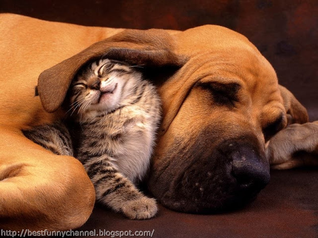 Funny cat and dog sleeping.