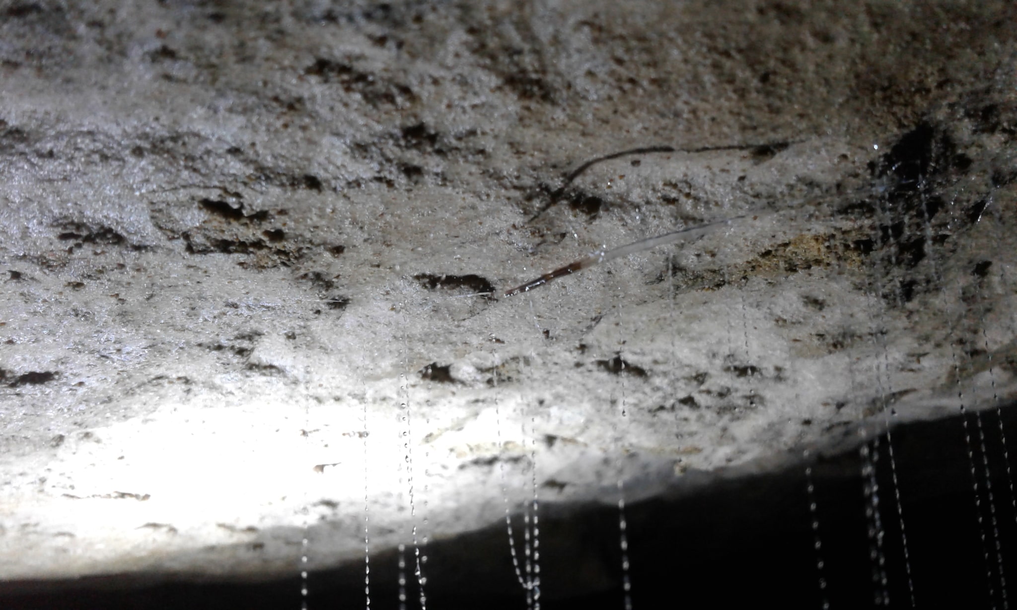 Glowworm, Luminous Trap Making Insects