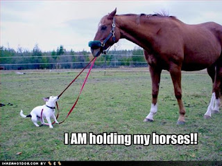 gambar kuda lucu