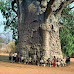 Pic Of The Week: Oldest Tree in Africa