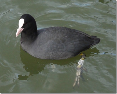 Coot ASC showing darvic TB 23rd Few 2013