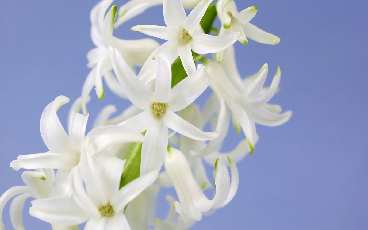 White Flowers Widescreen HD Wallpaper 3