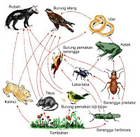 Macam-macam Interaksi antar Organisme - echotuts