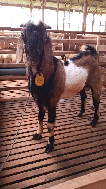 kambing Qurban Di desa bantarwuni, Sumbang, Banyumas 2