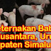 Misteri Menularnya Penyakit Babi dan Obat Pakan Terlarang yang Dipakai PT Allegrindo Nusantara