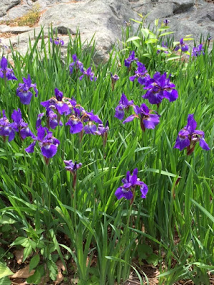 iris