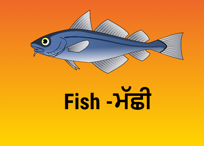 Fish Meaning in Punjabi