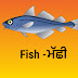 Fish Meaning in Punjabi 