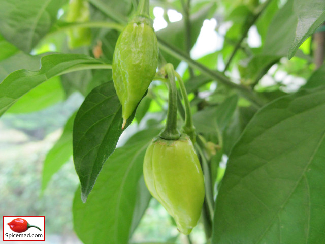 Red Mayan Habanero - 8th September 2019