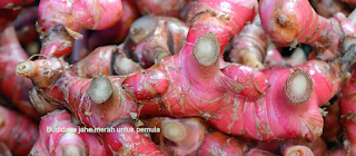 budidaya jahe merah untuk pemula