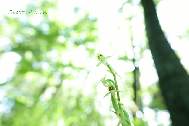 Platanthera minor