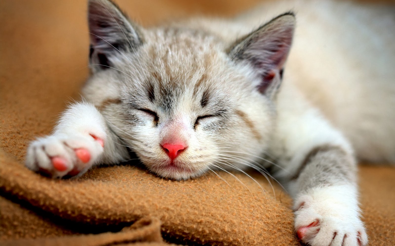 18 Wallpaper Anak Kucing Lucu Dan Menggemaskan Terbaru Bangiz