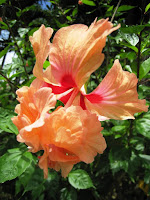 Fleur d'hibiscus