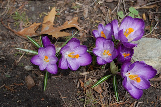 Crocuses