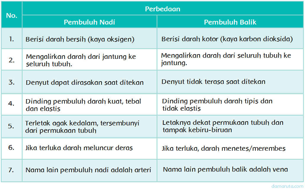 Materi Sekolah Perbedaan Pembuluh Nadi Dan Pembuluh 