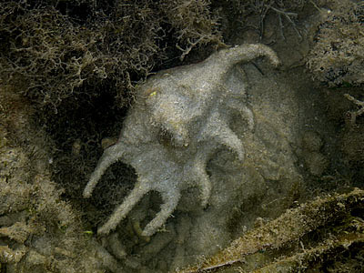 Spider conch (Lambis lambis)