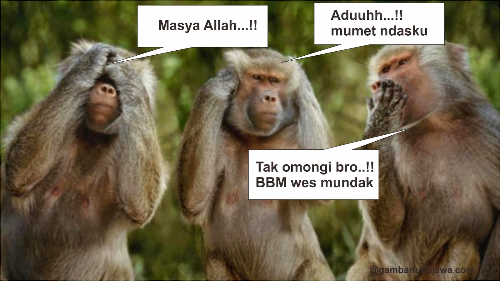 Gambar Lucu Ga Semangat Update Status