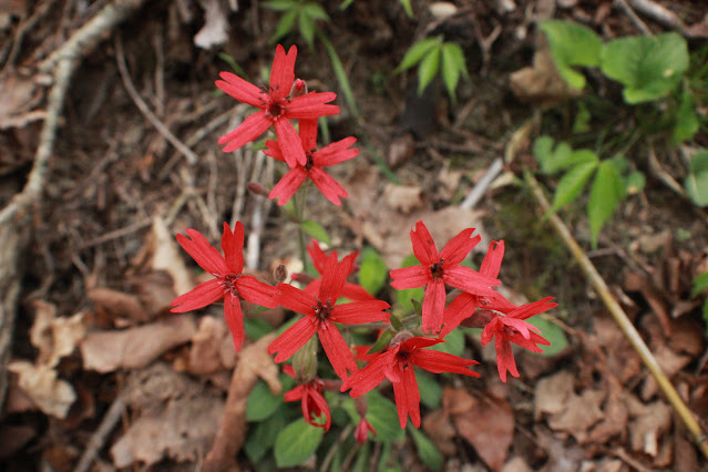 bright red catchfly flowers in bloom