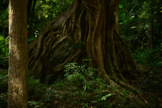 srilanna national park, sri lanna national park, silanna national park, si lanna national park, sri lanna, si lanna