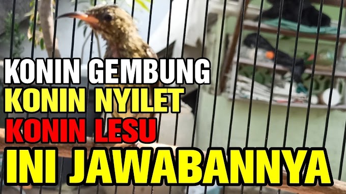 Cara Mengatasi Burung Konin Ngembung, Nyilet Dan Lesu