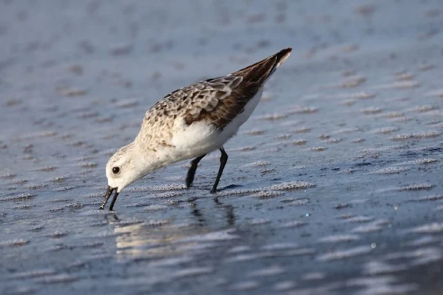 Por error, está ave de la especie de Calidris canutus batió el récord del vuelo más largo sin escala