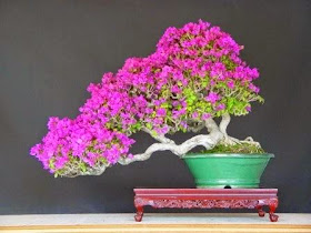 bonsai bougenville