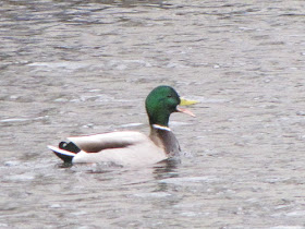 mallard male