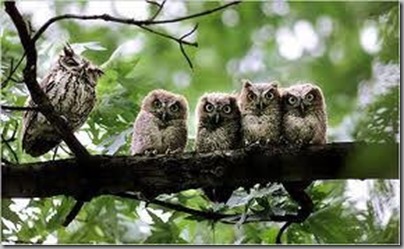 parliament of owls