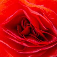 Extreme closeup of a begonia