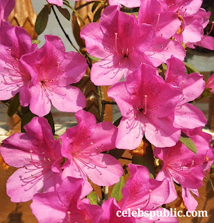 Azaleas