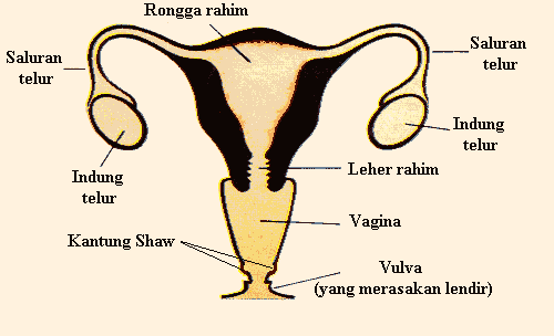 ILMU PENGETAHUAN SISTEM REPRODUKSI