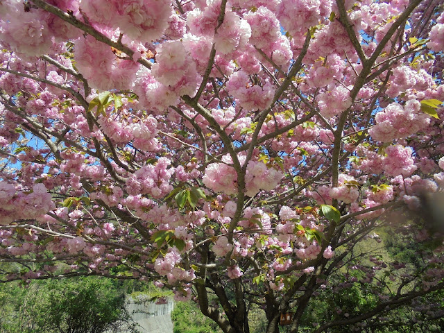 今まさに満開の牡丹桜