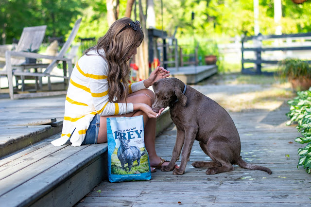 5 Tips To Puppy Training - Chasing Cinderella