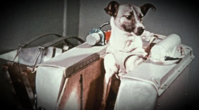 First dog in space': The dark reality of what happened to Laika