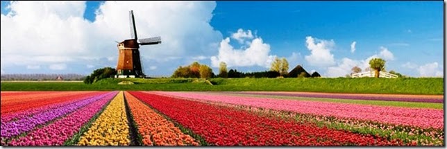 tulip-fields2