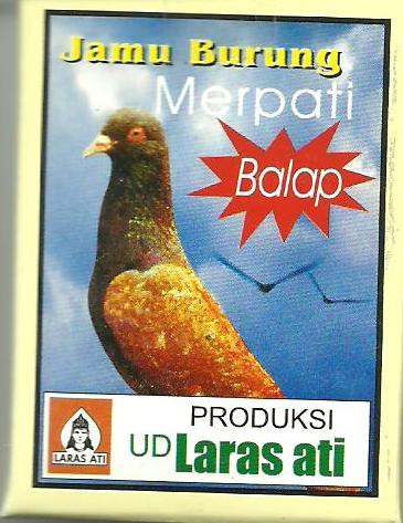 Menyiapkan merpati balap sprint untuk lomba, pakan dan 